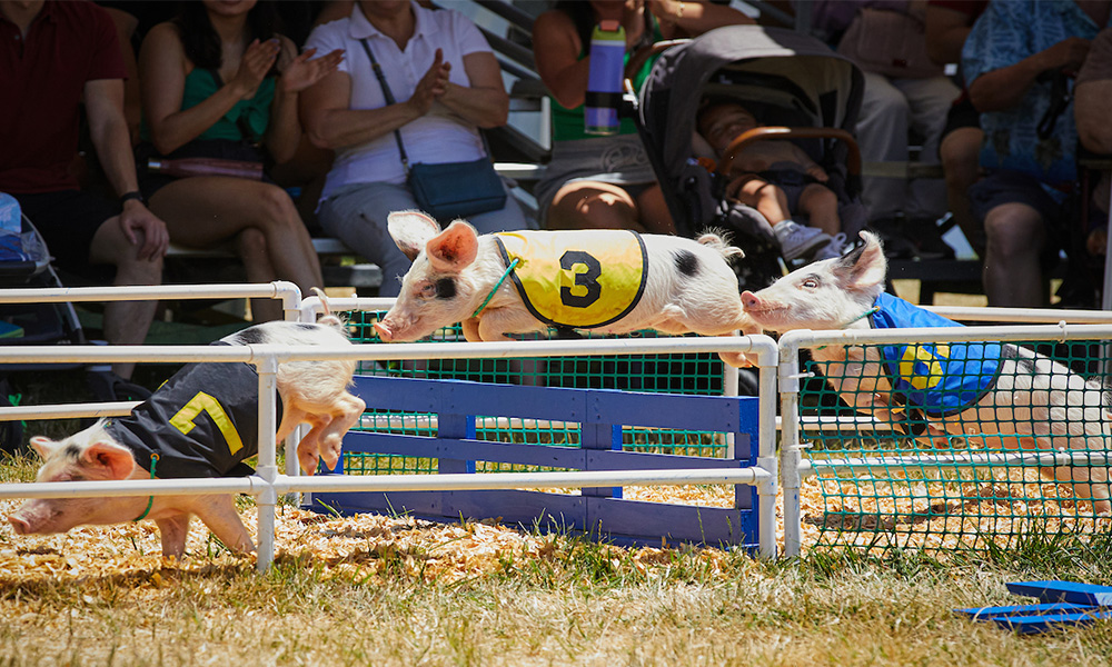pig racing